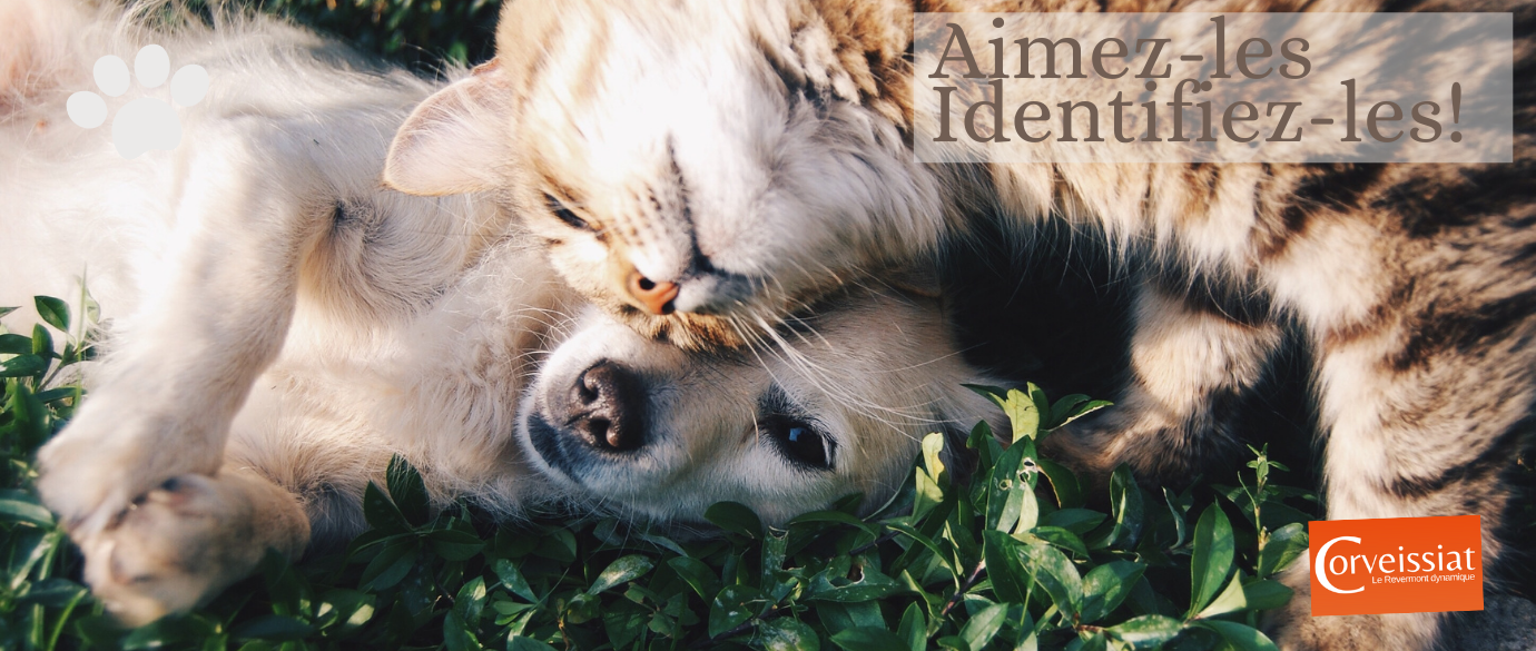 Identification des animaux de compagnie Information Générale